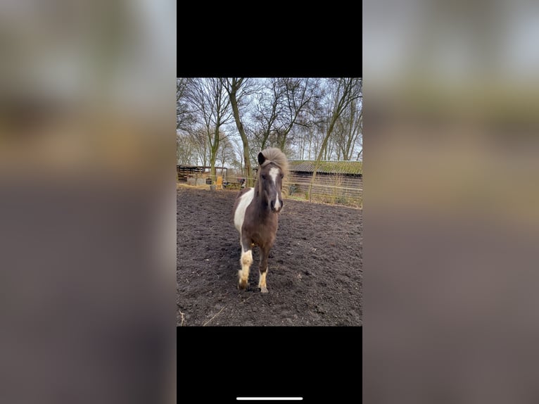 Pony Islandese Giumenta 9 Anni 135 cm Pezzato in Persingen