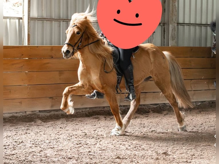 Pony Islandese Giumenta 9 Anni 135 cm Sauro in Völklingen