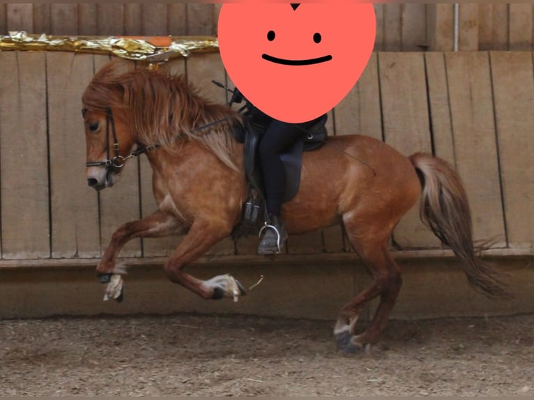 Pony Islandese Giumenta 9 Anni 135 cm Sauro in Völklingen