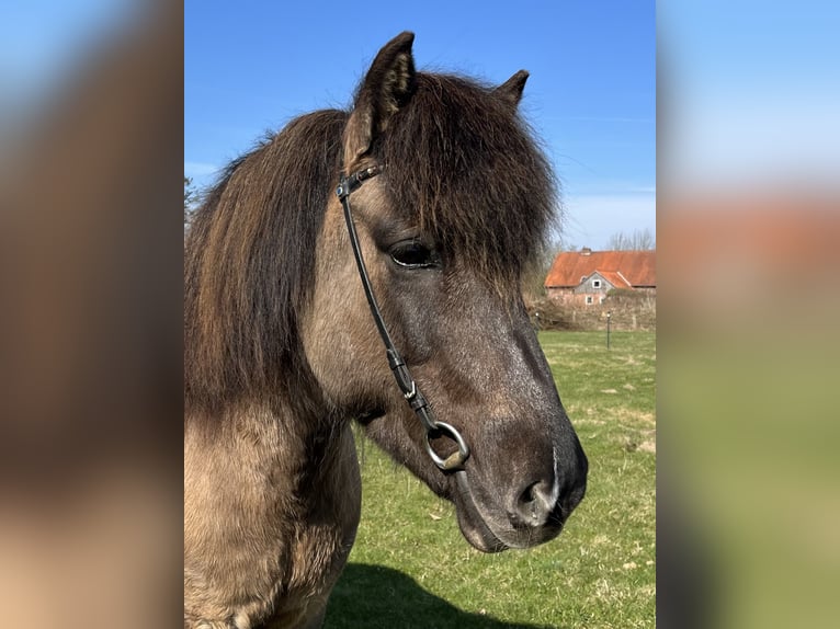 Pony Islandese Giumenta 9 Anni 136 cm Falbo in Hohenfelde