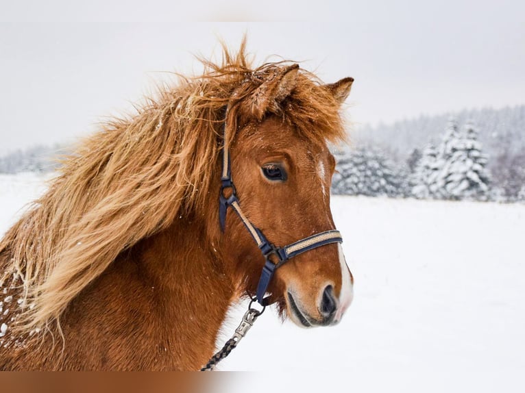 Pony Islandese Giumenta 9 Anni 137 cm Falbo in Oberstenfeld