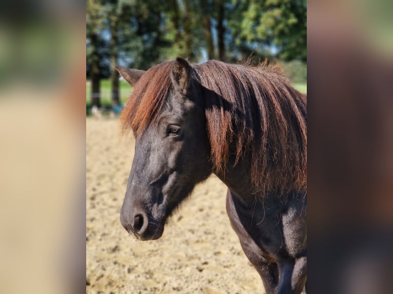 Pony Islandese Giumenta 9 Anni 137 cm Morello in Grabenstätt