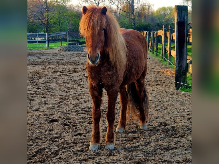 Pony Islandese Giumenta 9 Anni 137 cm Sauro in Duisburg