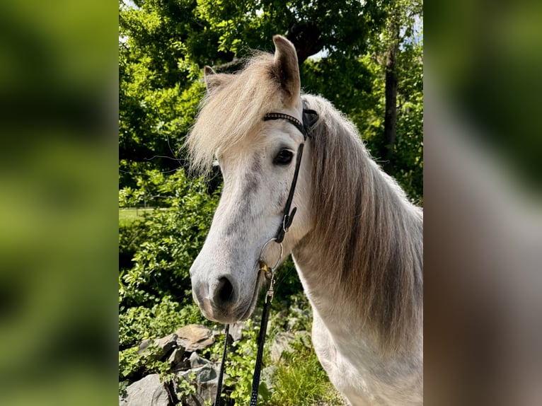 Pony Islandese Giumenta 9 Anni 138 cm Grigio in Roetgen