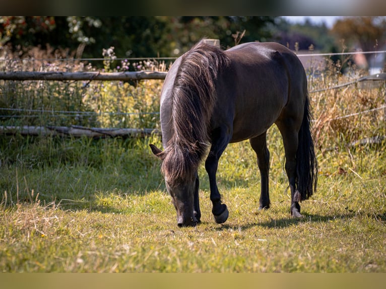 Pony Islandese Giumenta 9 Anni 138 cm Morello in Hamburg