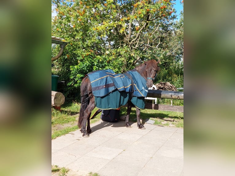 Pony Islandese Giumenta 9 Anni 138 cm Morello in Hamburg