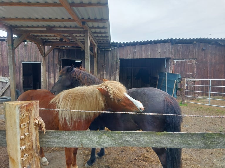 Pony Islandese Giumenta 9 Anni 138 cm Morello in Hamburg
