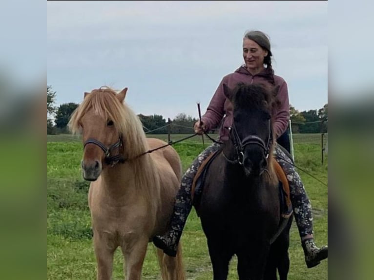 Pony Islandese Giumenta 9 Anni 138 cm Morello in Hamburg