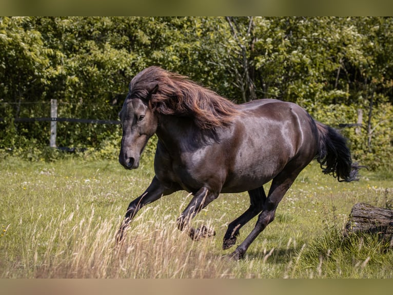 Pony Islandese Giumenta 9 Anni 138 cm Morello in Hamburg