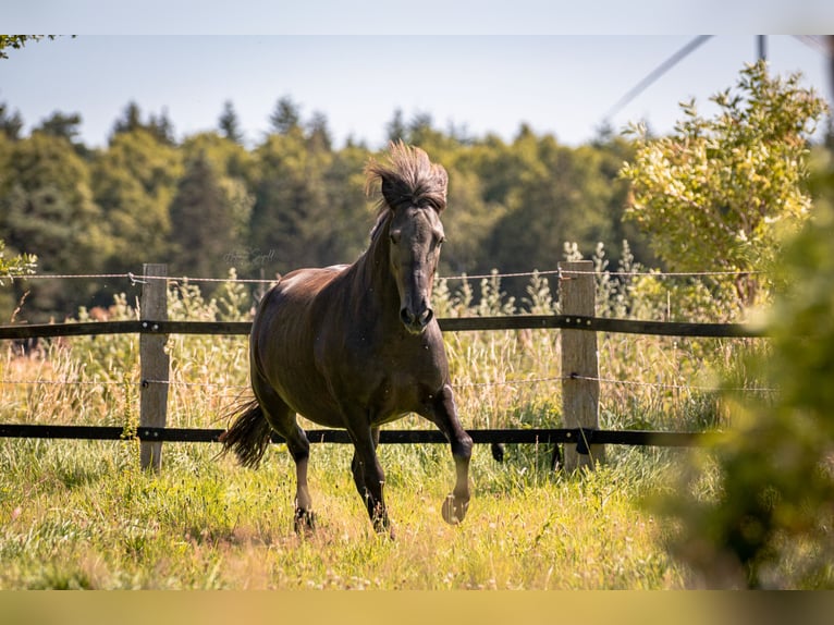 Pony Islandese Giumenta 9 Anni 138 cm Morello in Hamburg