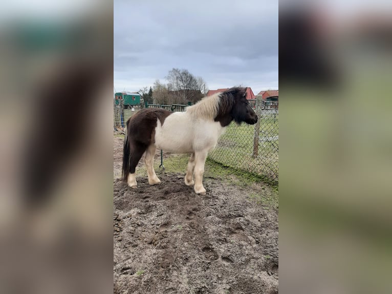 Pony Islandese Giumenta 9 Anni 138 cm Pezzato in Nuthe-Urstromtal