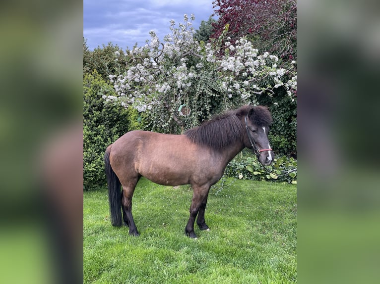 Pony Islandese Giumenta 9 Anni 139 cm Morello in Ketsch