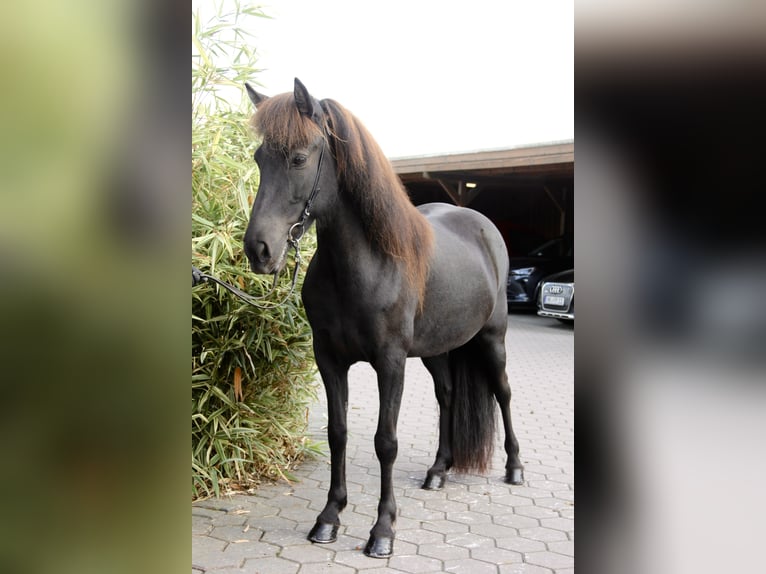 Pony Islandese Giumenta 9 Anni 140 cm Morello in Soltau
