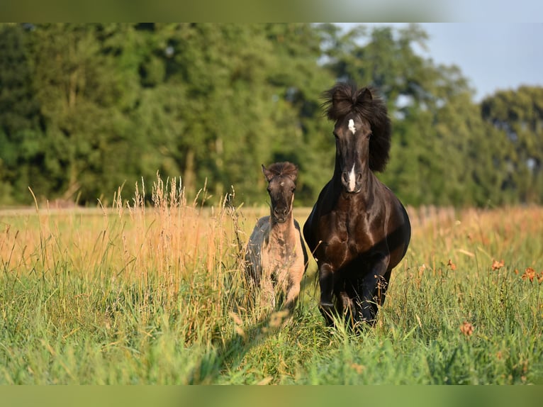 Pony Islandese Giumenta 9 Anni 140 cm Morello in Feldkirchen-Westerham