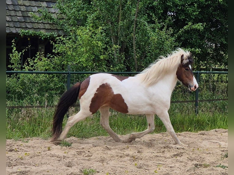 Pony Islandese Giumenta 9 Anni 140 cm Pezzato in Ottersum