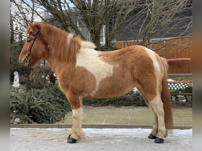 Pony Islandese Giumenta 9 Anni 140 cm Pezzato in Lochen am See