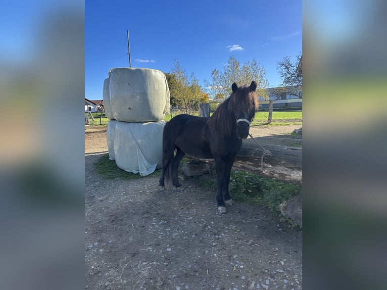 Pony Islandese Giumenta 9 Anni 142 cm Morello in Guxhagen