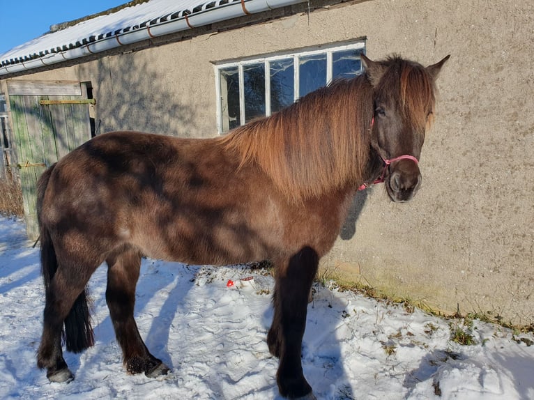 Pony Islandese Giumenta 9 Anni 142 cm Morello in Langenhagen
