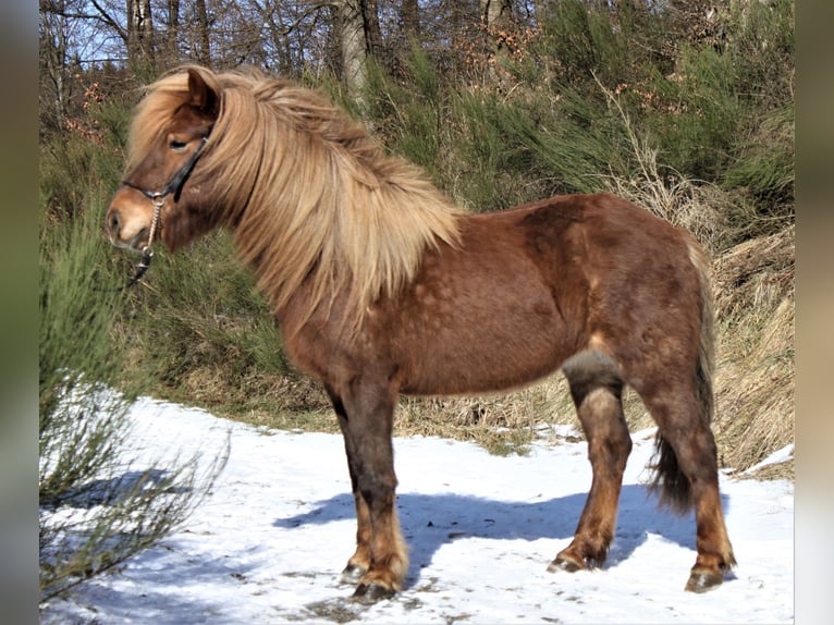 Pony Islandese Giumenta 9 Anni 142 cm Sauro in Friesenhagen