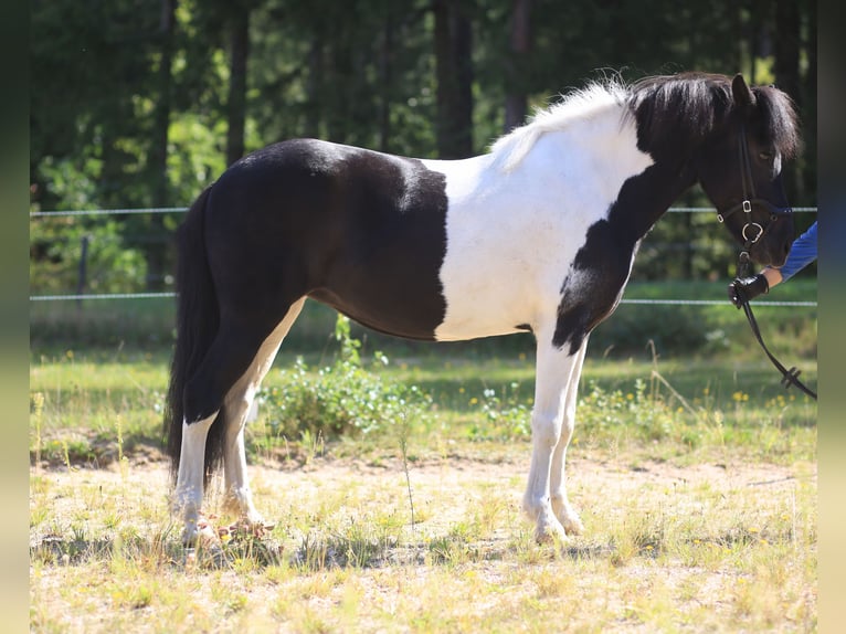 Pony Islandese Giumenta 9 Anni 143 cm Pezzato in Regenstauf