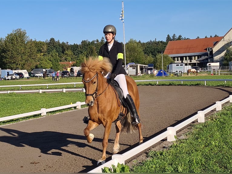 Pony Islandese Giumenta 9 Anni 143 cm Sauro in Pirna