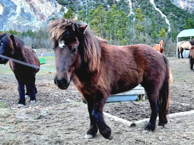 Pony Islandese Giumenta 9 Anni 144 cm Baio nero in Haiming