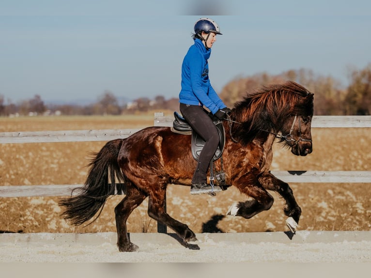 Pony Islandese Giumenta 9 Anni 144 cm Morello in Taufkirchen an der Trattnach
