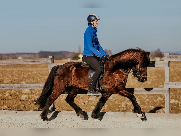 Pony Islandese Giumenta 9 Anni 144 cm Morello in Taufkirchen an der Trattnach