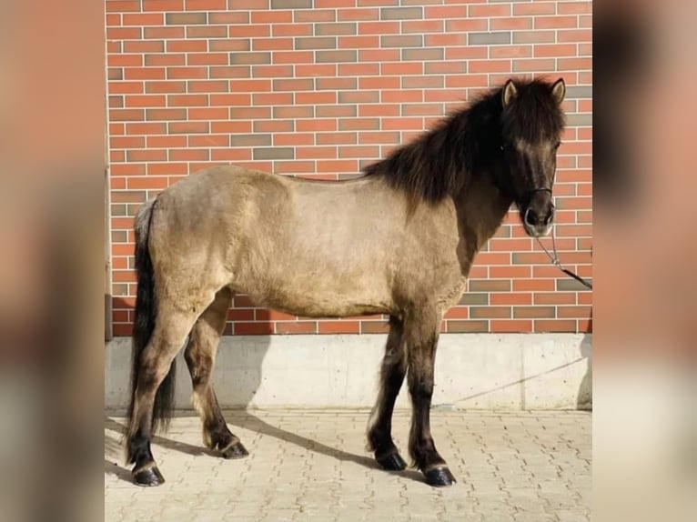 Pony Islandese Giumenta 9 Anni 145 cm Falbo in Zweibrücken