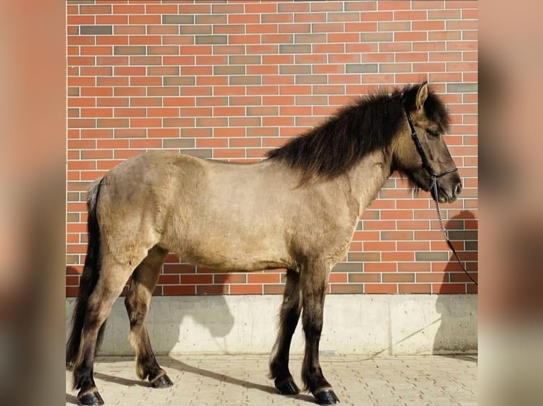 Pony Islandese Giumenta 9 Anni 145 cm Falbo in Zweibrücken