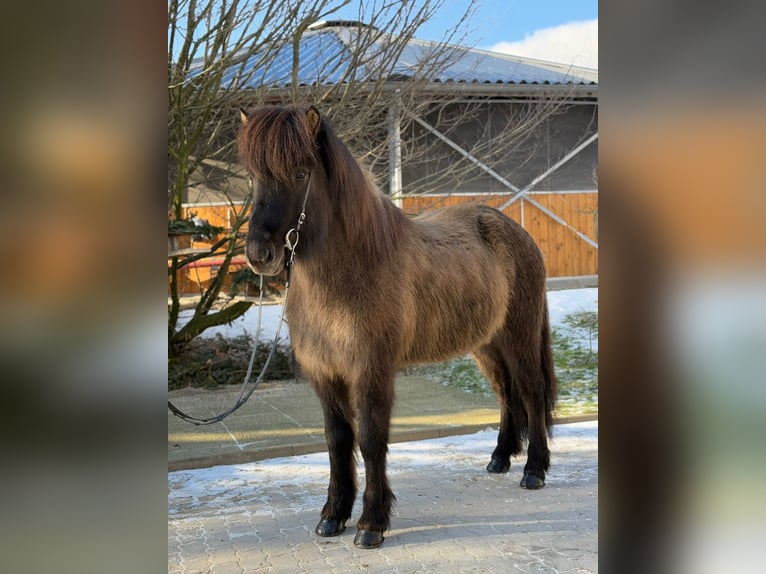 Pony Islandese Giumenta 9 Anni 148 cm Falbo in Lochen am See