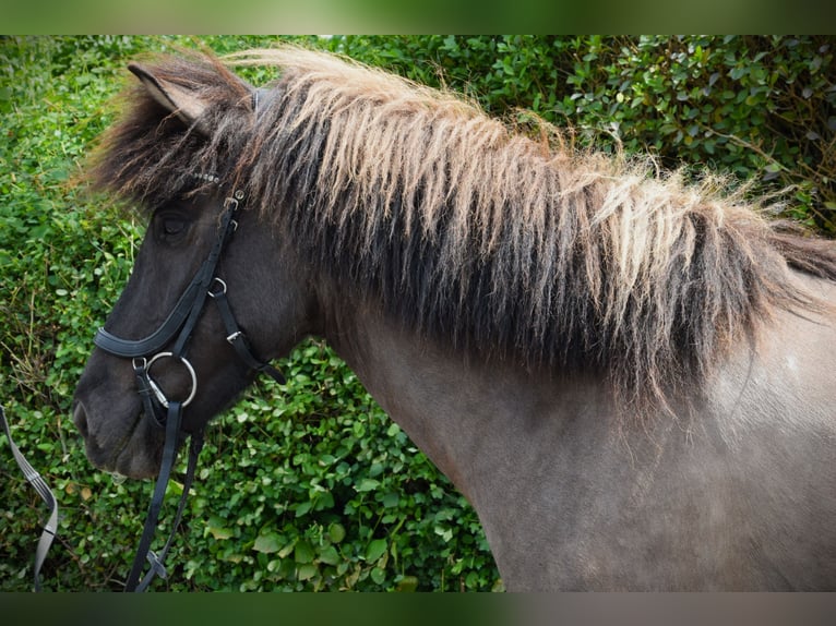 Pony Islandese Giumenta 9 Anni 150 cm Grullo in Venlo