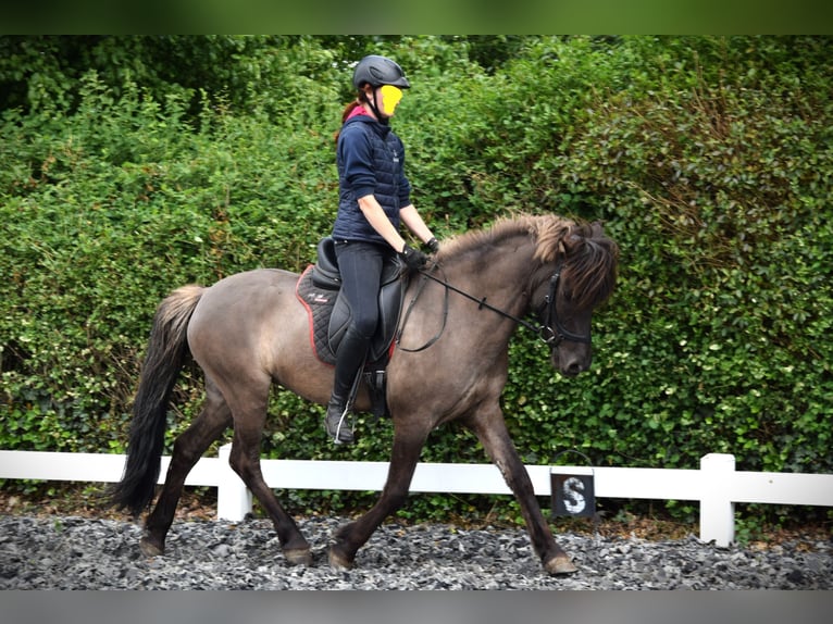 Pony Islandese Giumenta 9 Anni 150 cm Grullo in Venlo