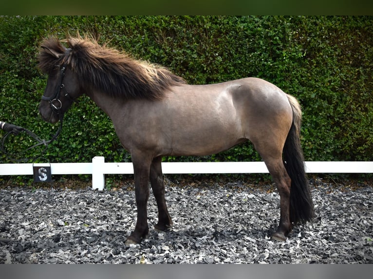 Pony Islandese Giumenta 9 Anni 150 cm Grullo in Venlo