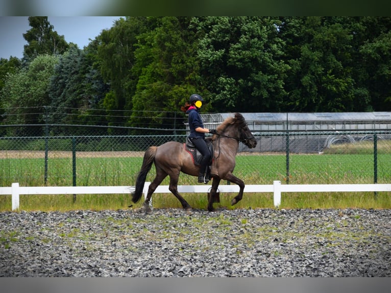 Pony Islandese Giumenta 9 Anni 150 cm Grullo in Venlo