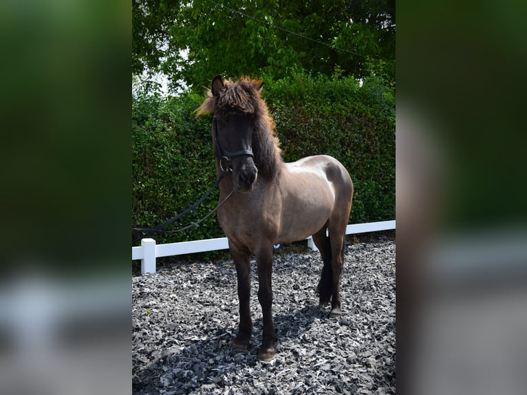 Pony Islandese Giumenta 9 Anni 150 cm Grullo in Venlo