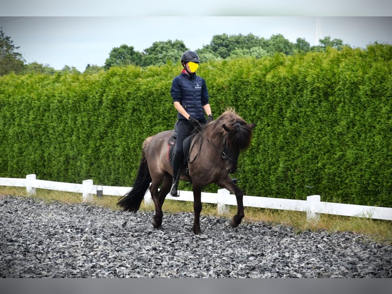 Pony Islandese Giumenta 9 Anni 150 cm Grullo in Venlo