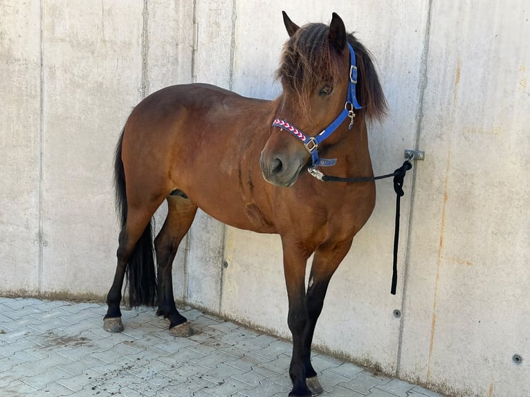 Pony Islandese Giumenta 9 Anni Baio in Albstadt