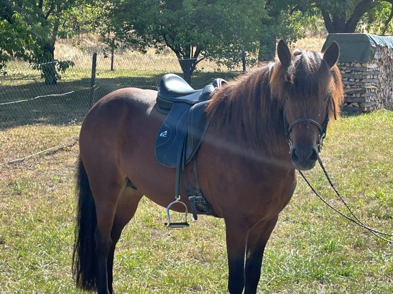 Pony Islandese Giumenta 9 Anni Baio in Albstadt