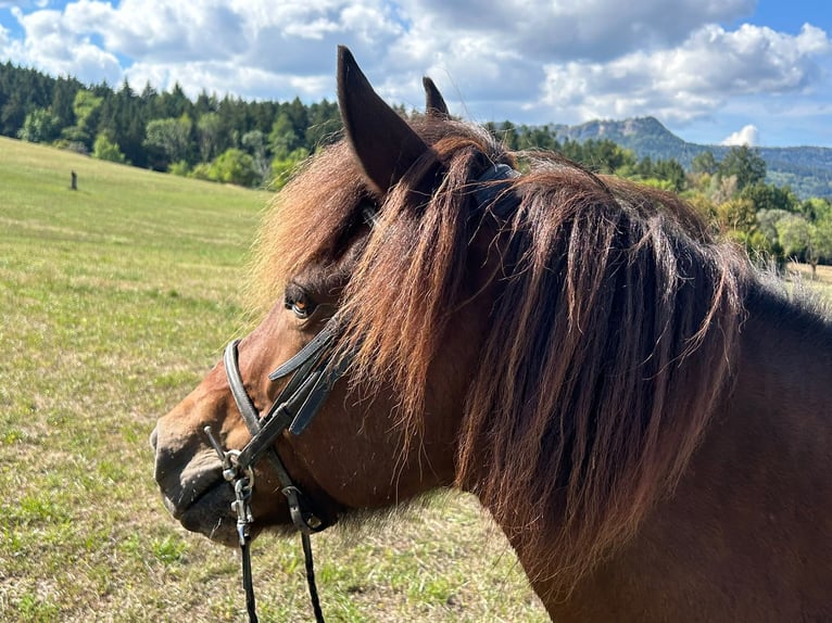 Pony Islandese Giumenta 9 Anni Baio in Albstadt