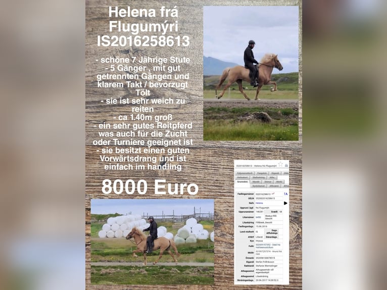 Pony Islandese Giumenta 9 Anni in Reykjavik