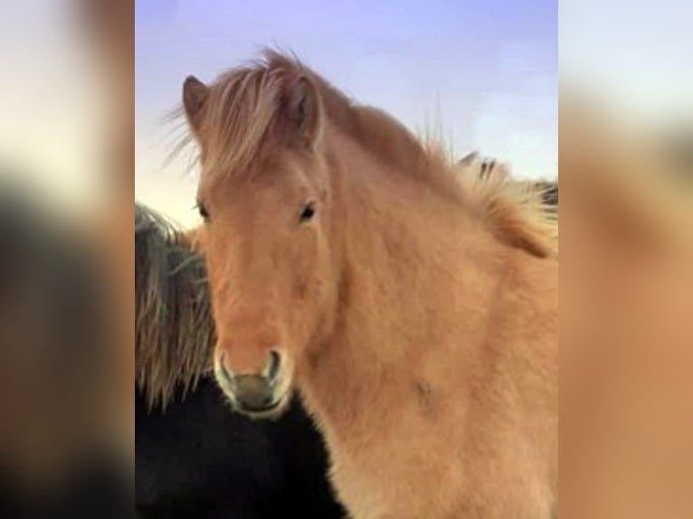 Pony Islandese Giumenta 9 Anni Falbo in Süd-Island