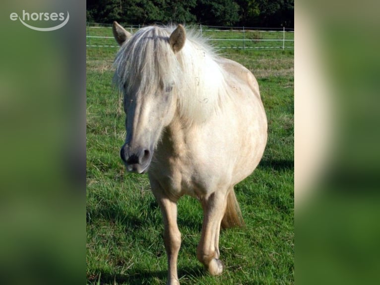 Pony Islandese Giumenta 9 Anni Palomino in Neustadt am Rübenberge