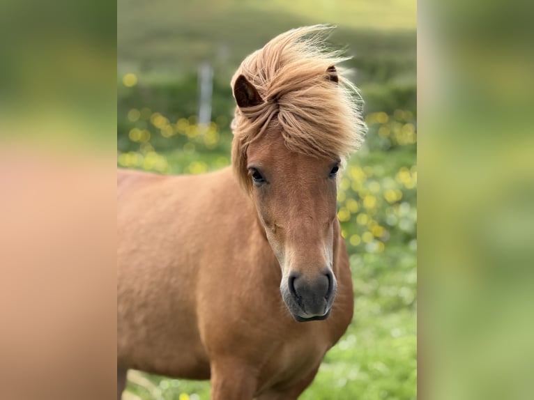 Pony Islandese Giumenta 9 Anni Sauro in Dalvík