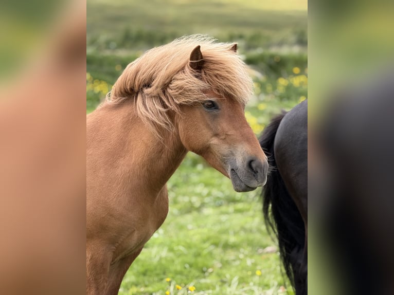 Pony Islandese Giumenta 9 Anni Sauro in Dalvík