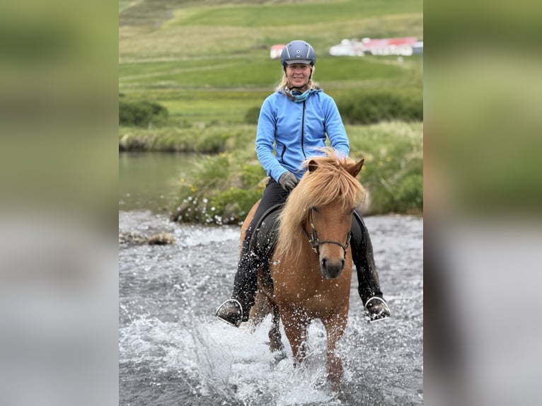 Pony Islandese Giumenta 9 Anni Sauro in Dalvík