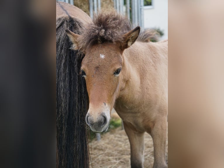 Pony Islandese Giumenta Puledri (04/2025) 135 cm Falbo in Denklingen