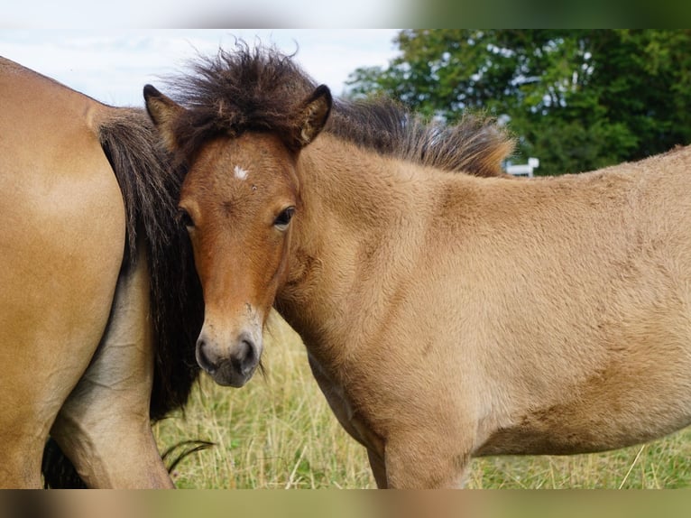 Pony Islandese Giumenta Puledri (04/2025) 135 cm Falbo in Denklingen