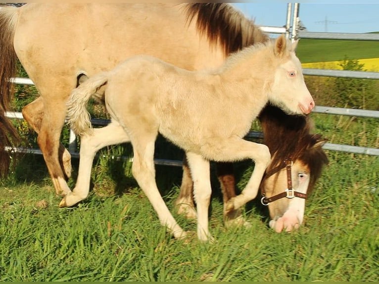Pony Islandese Giumenta Puledri (04/2026) 140 cm Falbo in Saarland
