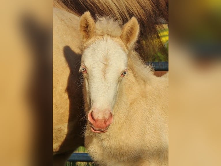 Pony Islandese Giumenta Puledri (04/2026) 140 cm Falbo in Saarland